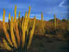 OrganPipeCactusNationalMonument.jpg (118581 byte)