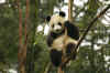 Panda2.jpg (220619 byte)